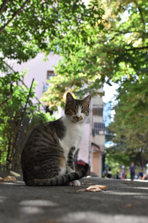 Free A cute tabby cat sits on a paved path in a sunlit park, surrounded by greenery. Stock Photo