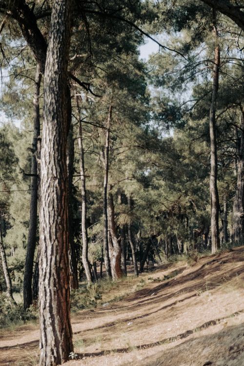 Free Sunlight filters through tall conifer trees, creating a serene forest scene. Stock Photo