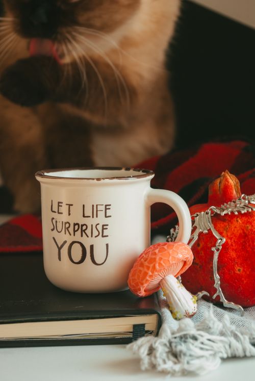 Free A cozy autumn scene featuring a cat, mug, and pumpkins, ideal for fall vibes. Stock Photo