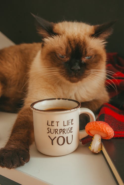 ingyenes Macska Fekszik Az őszi Díszek és Egy Csésze Tea Mellett Stockfotó