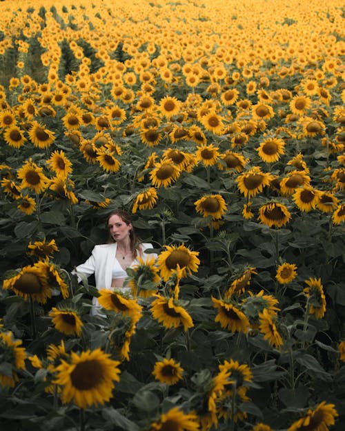 優雅, 向日葵, 垂直拍摄 的 免费素材图片
