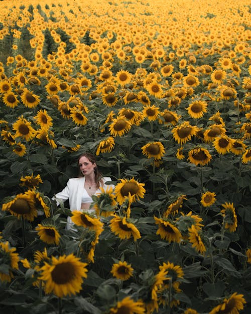 alan, ayçiçekleri, beyaz ceket içeren Ücretsiz stok fotoğraf