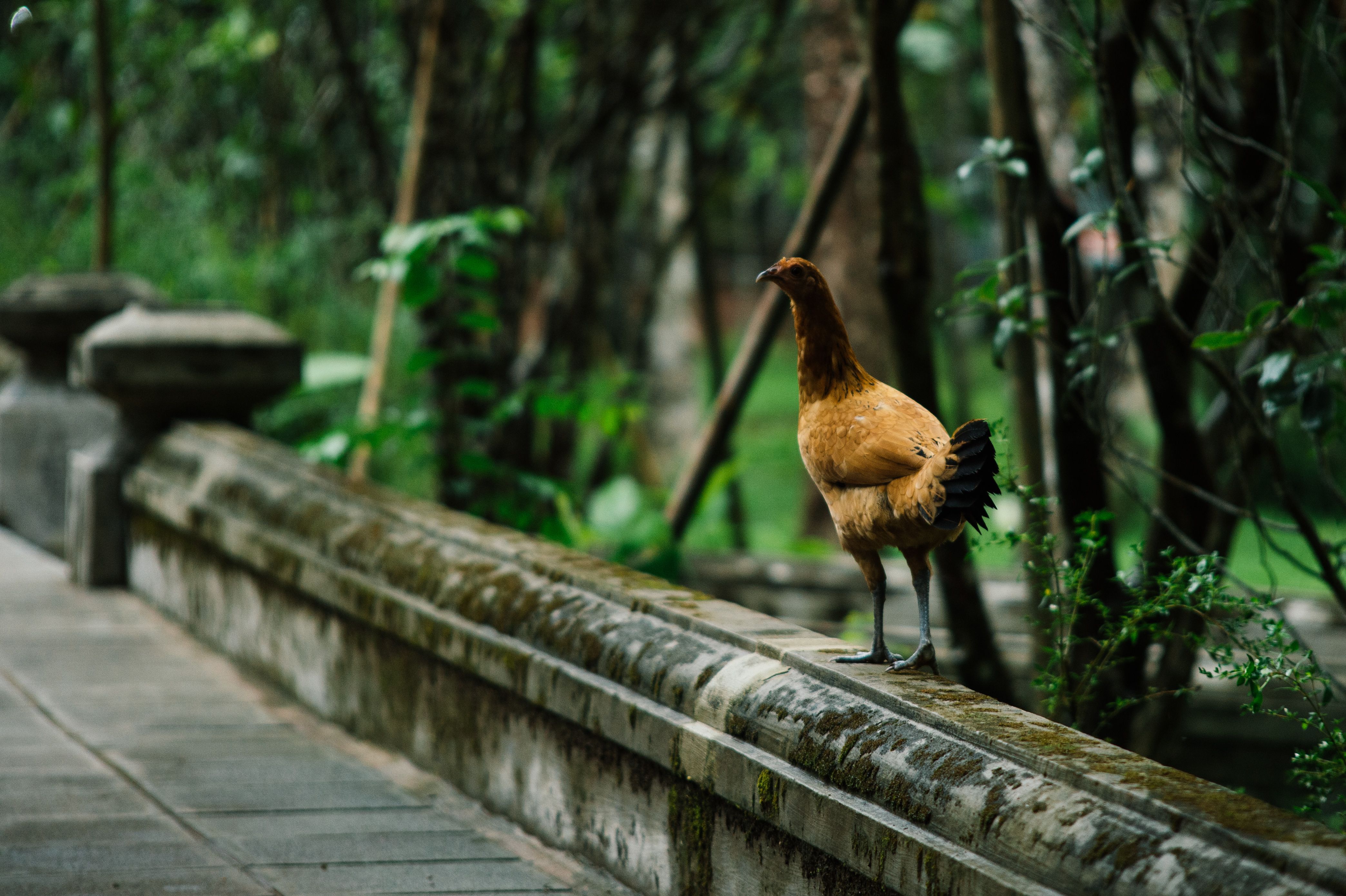 Ancient red junglefowl in a Southeast Asian forest, soft morning light, dense foliage, natural historical atmosphere