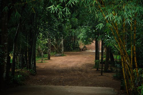 Безкоштовне стокове фото на тему «бамбук, ґрунтова дорога, дерева»