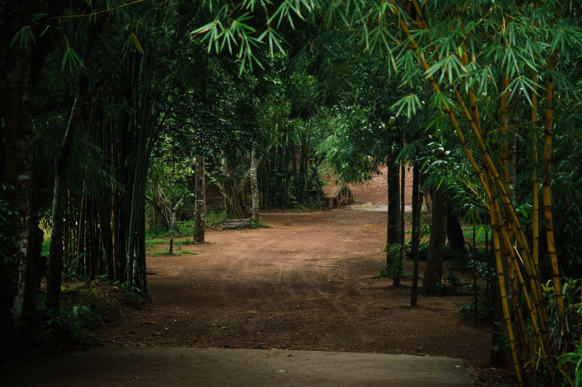 Peaceful bamboo forest path in Hue, Vietnam, surrounded by lush greenery and natural beauty.