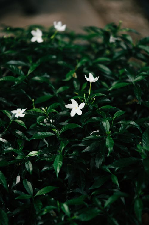 Delicate White Flowers