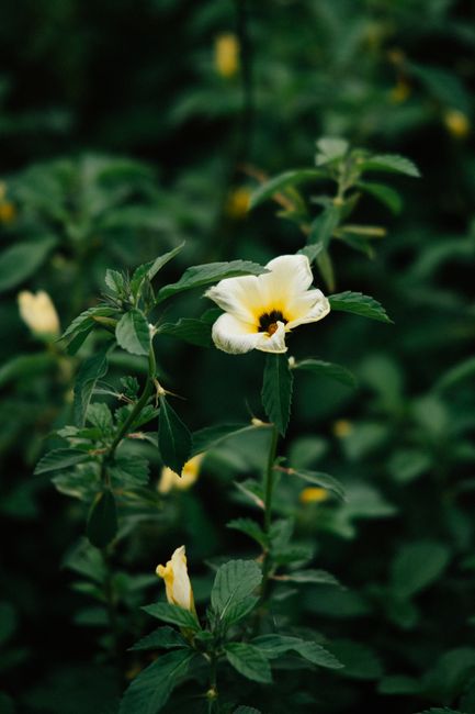 Close-up of a white buttercup flower in vibrant green foliage, representing growth and nature's beauty.