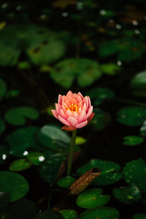 Blooming Water Lily