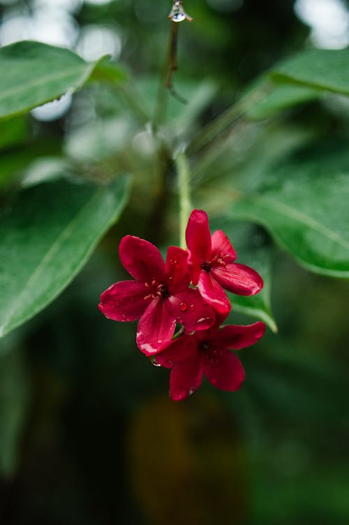 Delicate Red Flowers 