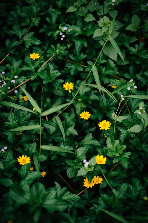 Delicate Flowers among Lush Foliage