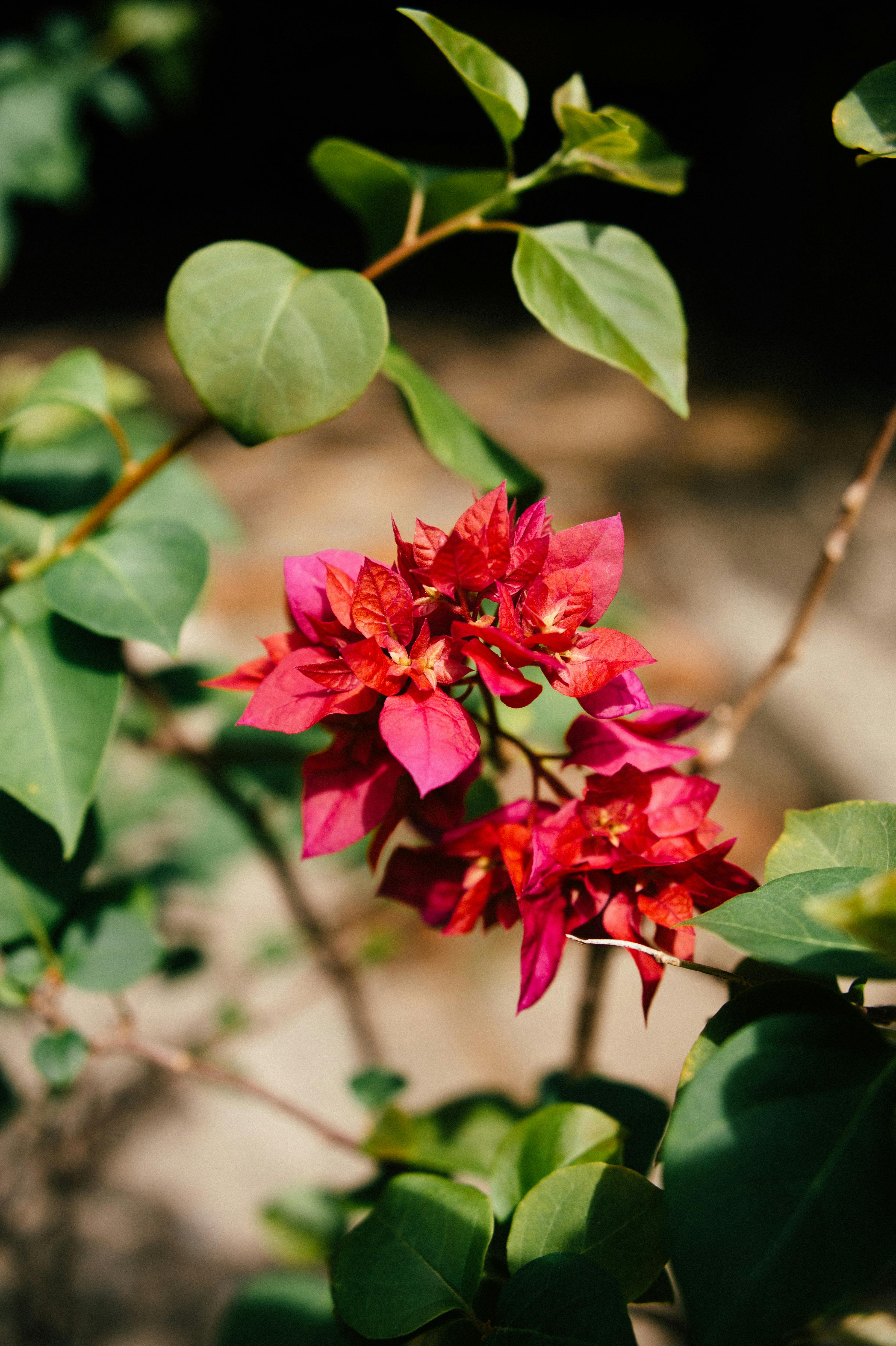 A detailed shot of bright pink bougainvillea flowers with lush green leaves in natural sunlight.