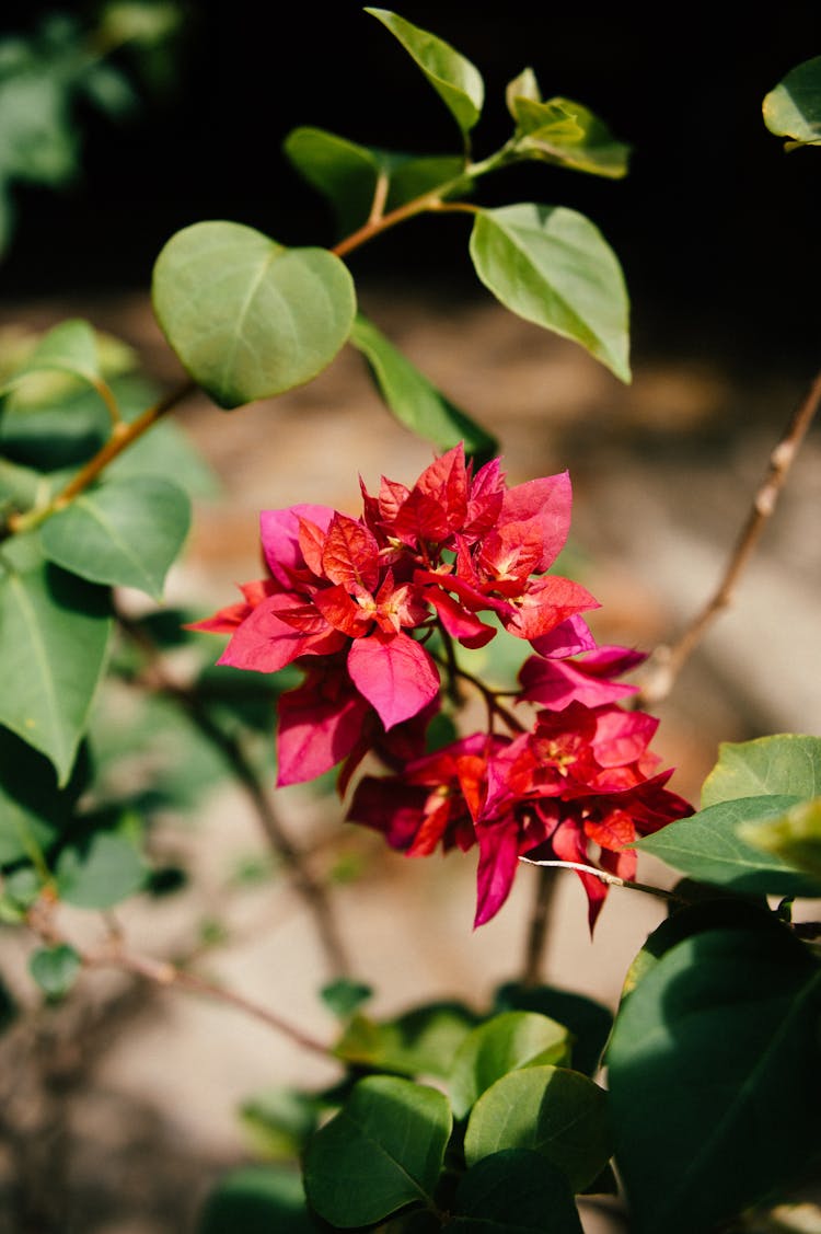 Bougainvillea Ornamental Vine