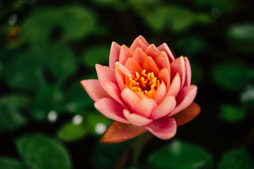 Close-up of a Pink Lotus 