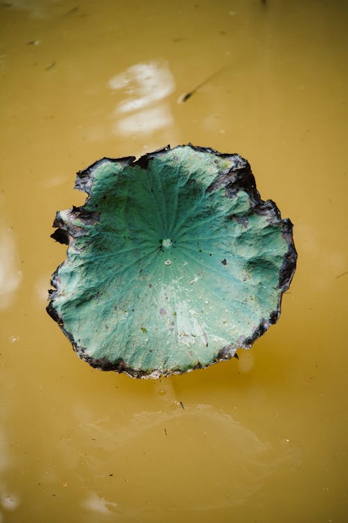 Leaf in Muddy Lake