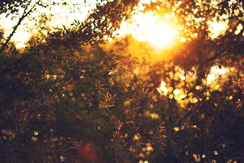 Shrub Twigs in the Forest in the Light of the Setting Sun