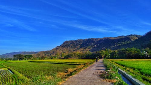 Бесплатное стоковое фото с klaten, ява