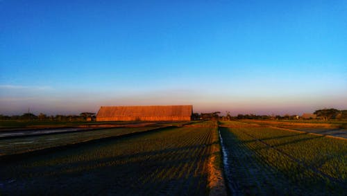 Бесплатное стоковое фото с klaten, индонезия, рисовое поле