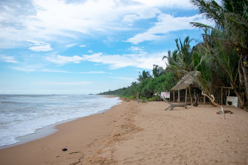 Darmowe zdjęcie z galerii z morze, palmy, piasek