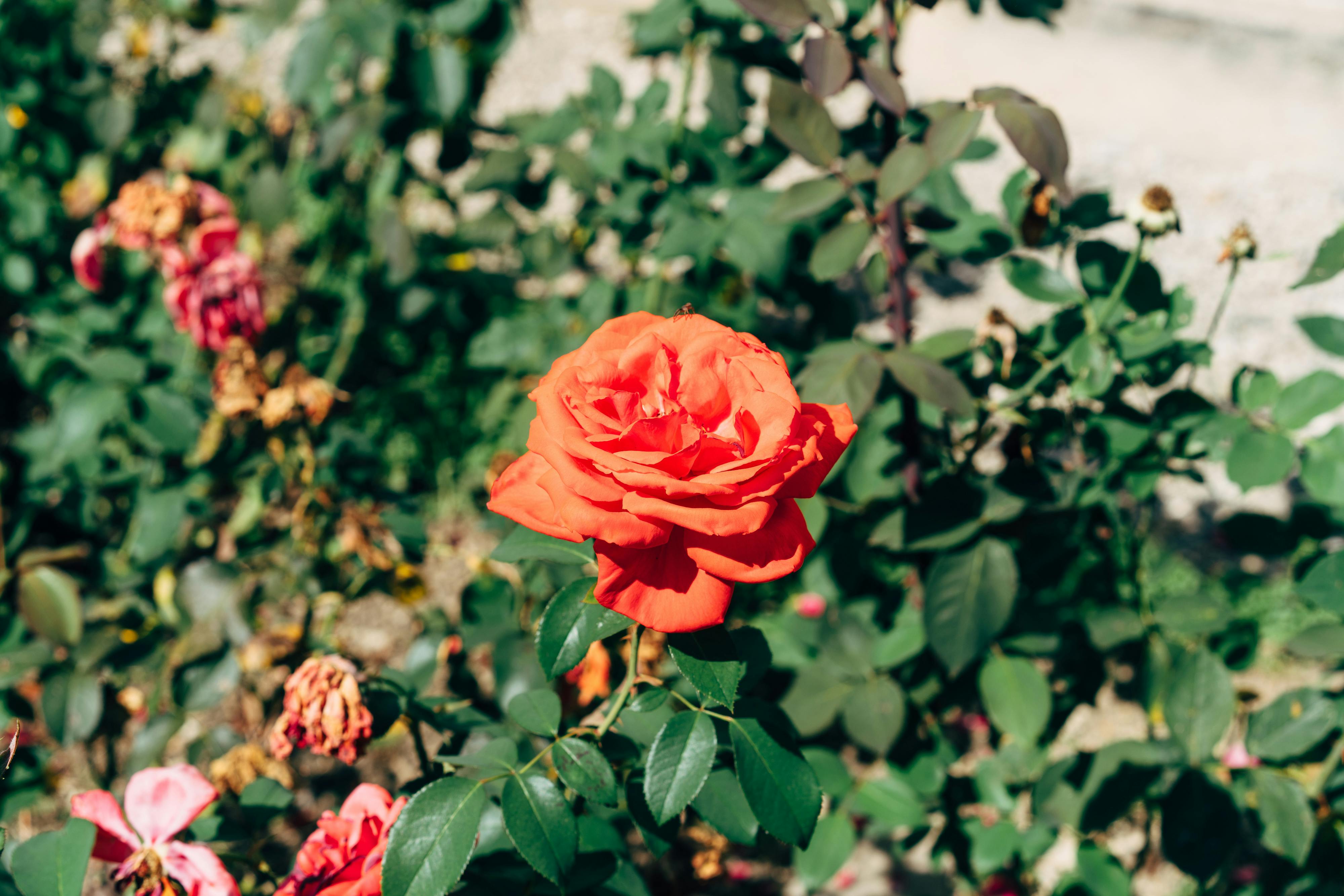 Embrace the Brilliance: Unveiling the Uplifting Nature of Wednesday Mornings