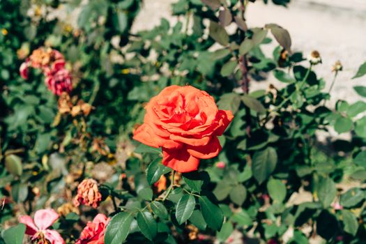 A red rose in a garden with green leaves