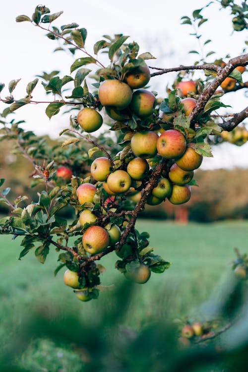 Kostnadsfri bild av äppelladdad gren, äppelöverflöd display, äppelskördetid