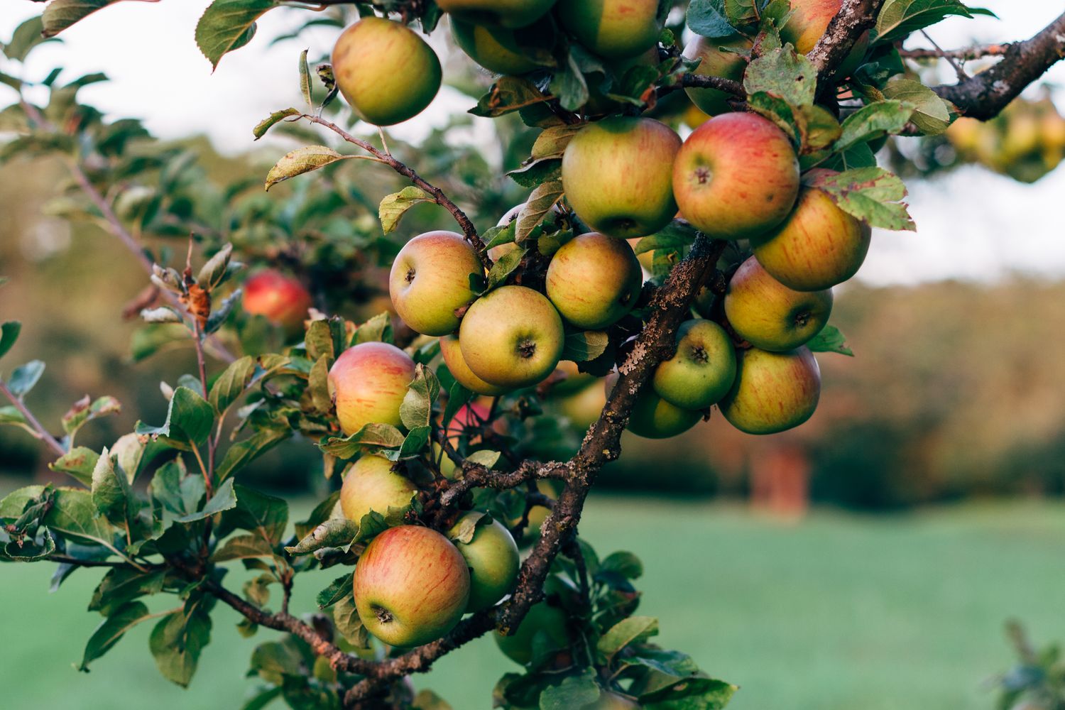 Bough Def Apple Bough Definition – Bough En Français – BYOFB