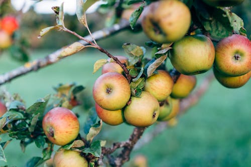 Ilmainen kuvapankkikuva tunnisteilla apple, apple bounty, auringon suutelema omenapuu