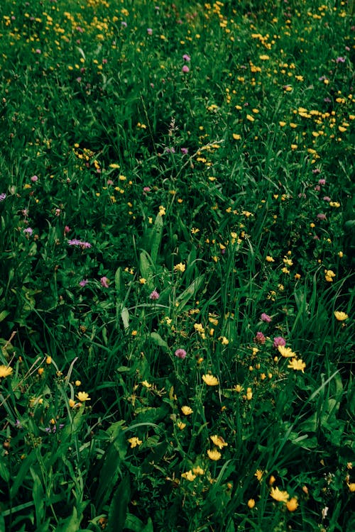 Flowers in a Meadow in Summer 