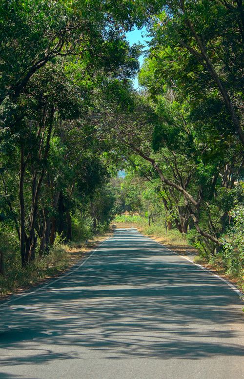 Free A sunlit narrow road stretching through a lush green forest during summer. Stock Photo