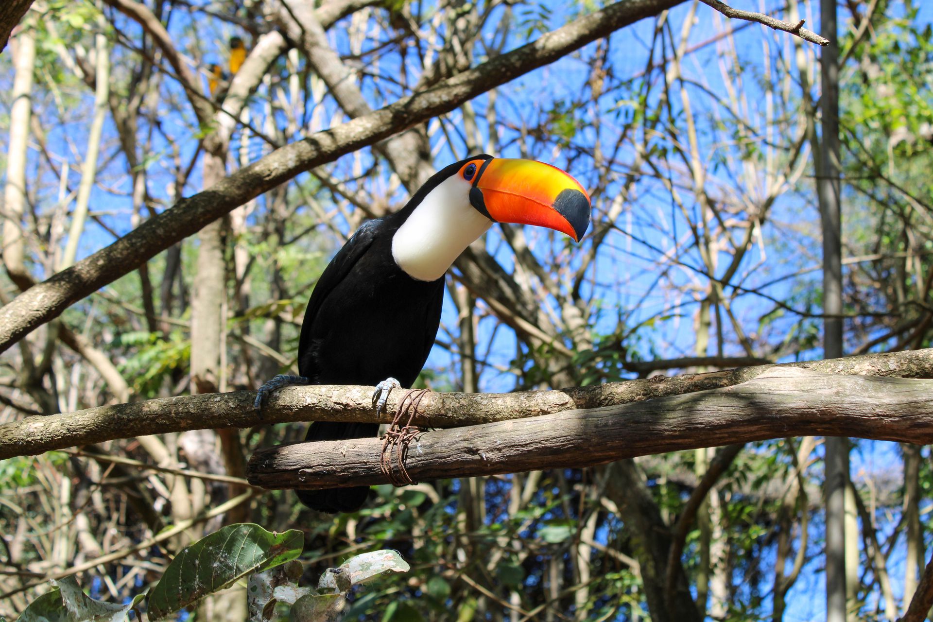A colorful toucan perched on a tree branch amidst a natural forest scene.