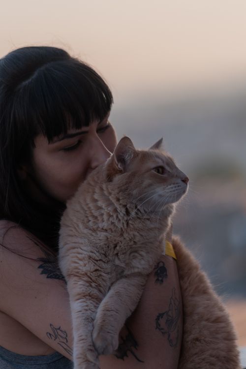 Free A woman lovingly embraces her ginger cat during a serene sunset outdoors. Stock Photo