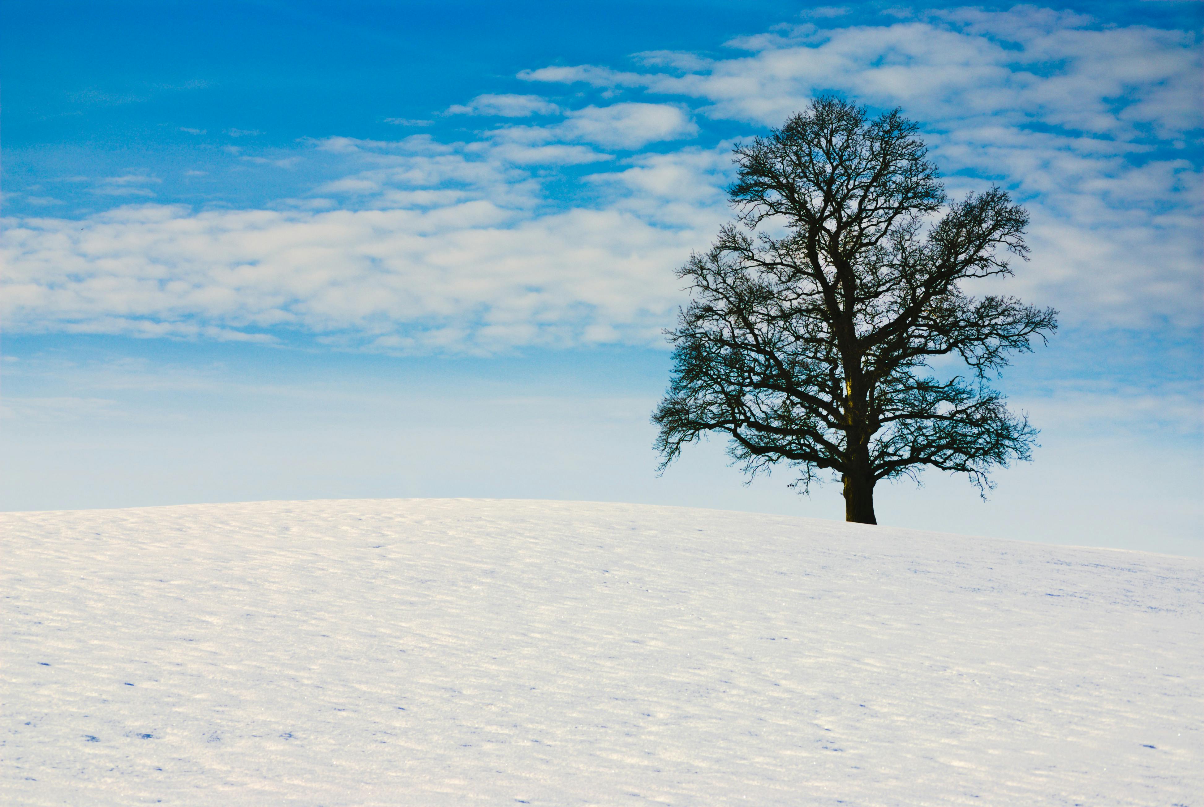 Free stock photo of bare tree, blue sky, lonly tree
