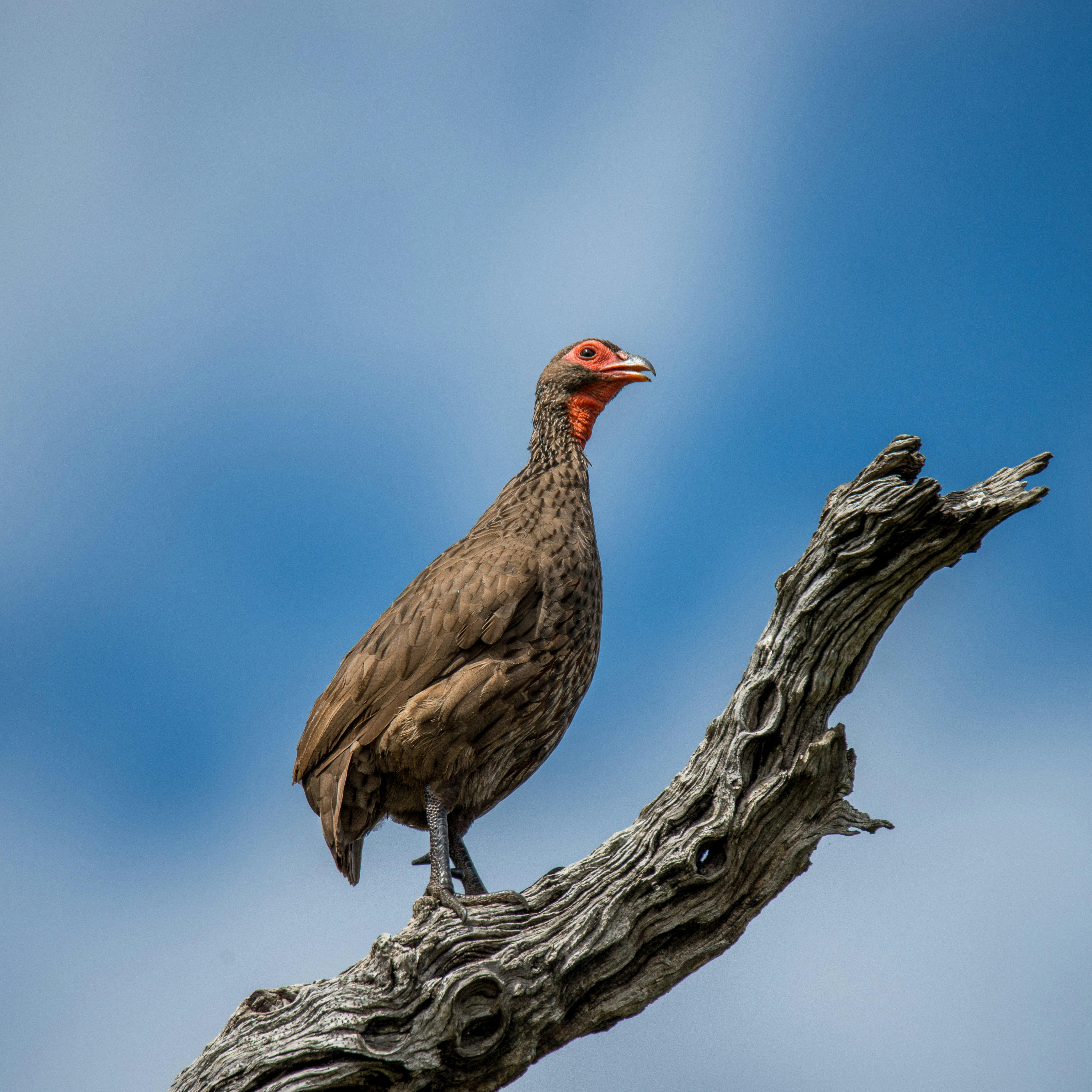 Bird on Bare Branch