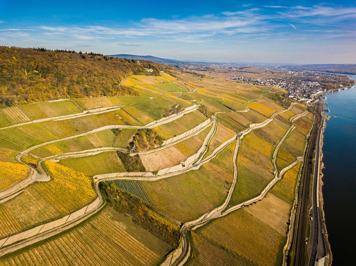 A steep terraced vineyards above the river