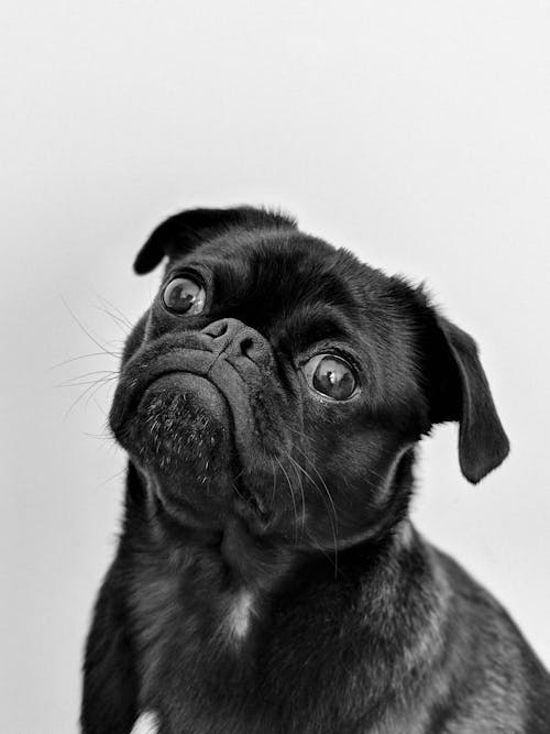 Free Portrait Photo of an Adult Black Pug Stock Photo