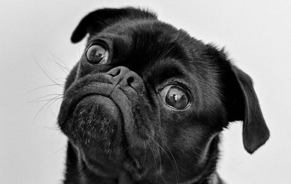 The new-puppy walking kit: what you need (and what can wait)