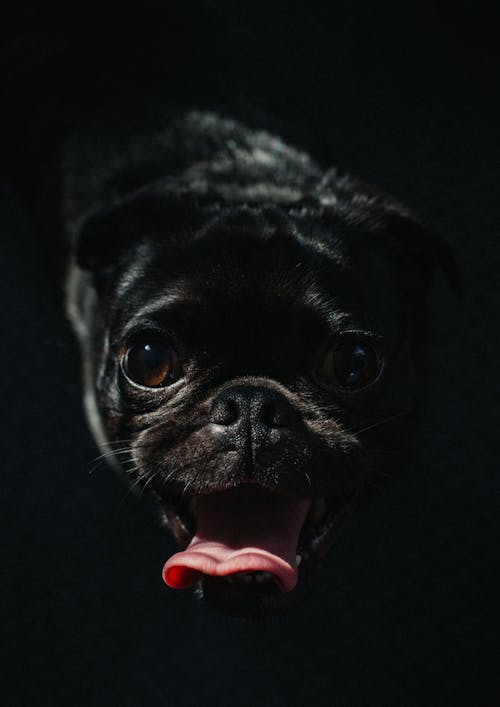 bezplatná Základová fotografie zdarma na téma černá mopska, černý pes, čistokrevný Základová fotografie