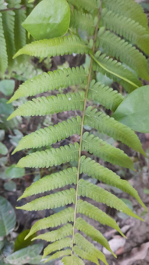 Free stock photo of green leaf, green leaves, mothernature Stock Photo