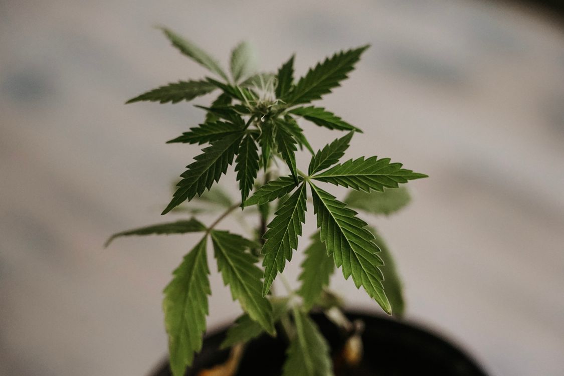 Detalle de planta de cannabis en sistema de gestión de cultivo
