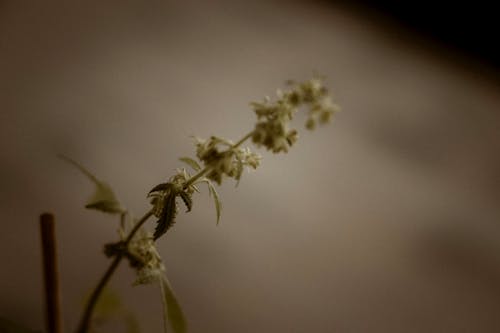 Foto profissional grátis de cbd, flor em vaso, maconha