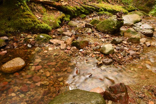 Fotos de stock gratuitas de agua, arroyo, corriente