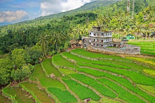 Lush green rice terraces with palm trees and a rural house in Majasari, Banten, Indonesia.