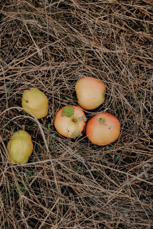 Ilmainen kuvapankkikuva tunnisteilla apple, hedelmä, heinä