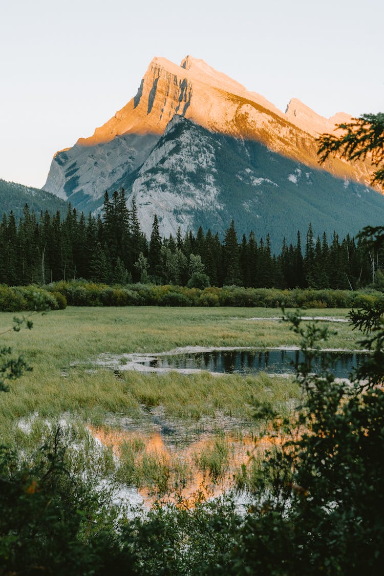 Swamp At Banff National Park In Canada