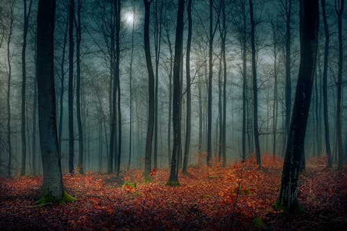 Photos gratuites de arbres, automne, brouillard