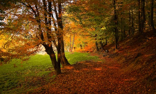 Gratis lagerfoto af efterår, falde, farverig