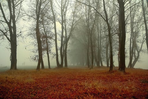 Imagine de stoc gratuită din arbori, cădere, ceață