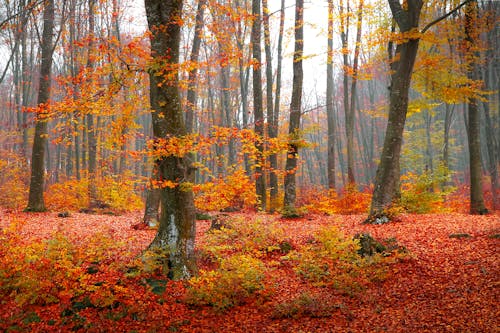 Ilmainen kuvapankkikuva tunnisteilla lehdet, metsä, punaiset lehdet