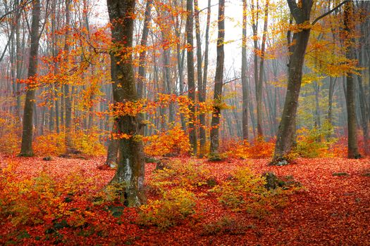 Colorful autumn scene in a Romanian forest with red and yellow leaves carpeting the ground.