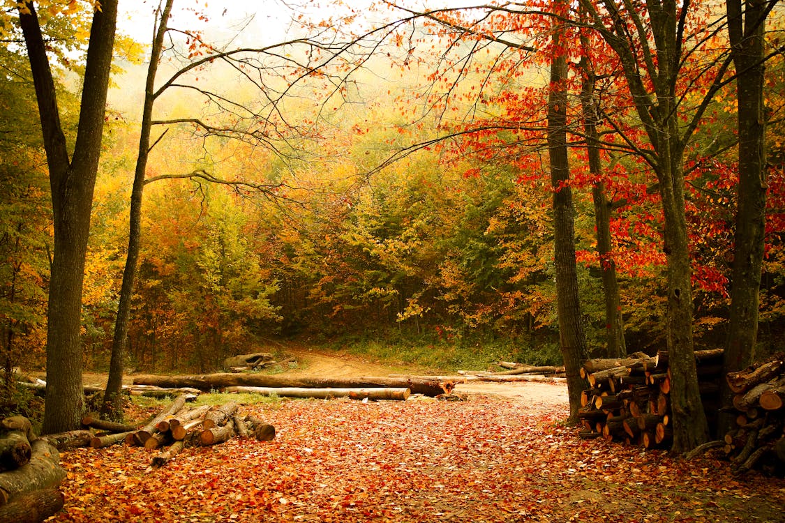 Colorful Trees in Forest in Autumn